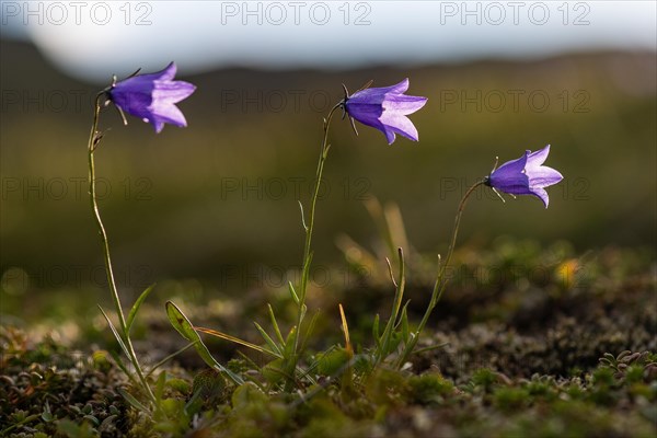 Harebells (Campanula rotundifolia)