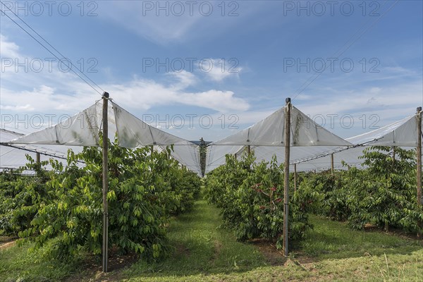 Cherry orchard with stretched hail protection