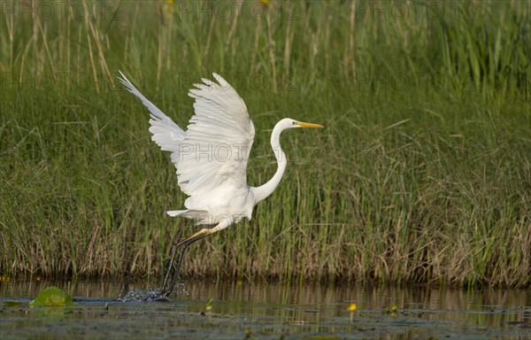 Great egret (Ardea alba)