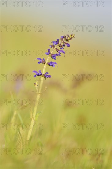 Meadow clary (Salvia pratensis) blooming in a meadow