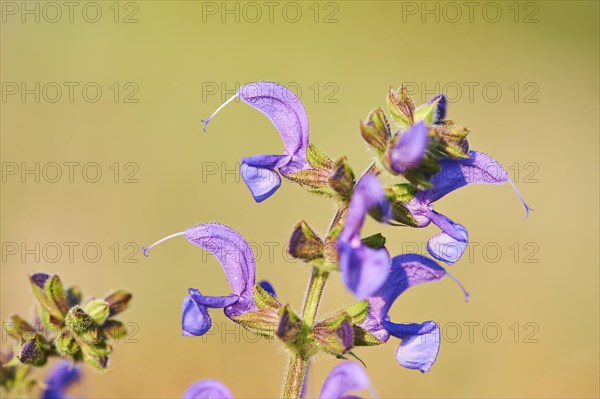 Meadow clary (Salvia pratensis) blooming in a meadow