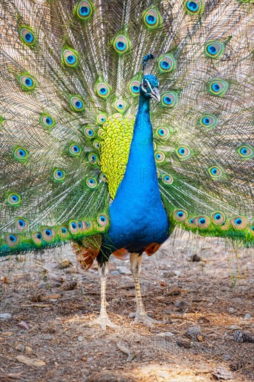 Peacock Indian peafowl (Pavo cristatus) beats wheel