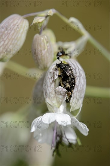 Oxythyrea funesta (Oxythyrea funesta) commits flower burst on common glueweed by biting open the flower to reach the pollen more easily