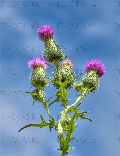 Spear Thistle (Cirsium vulgare)