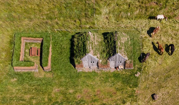 Icelandic horses grazing around horse stable and tool shed in original peat construction