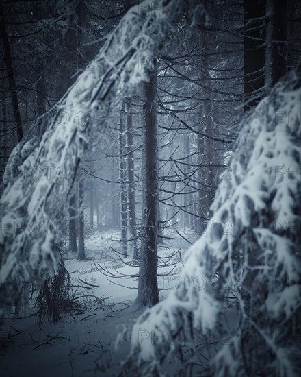 Trunk and branches of conifer in winter