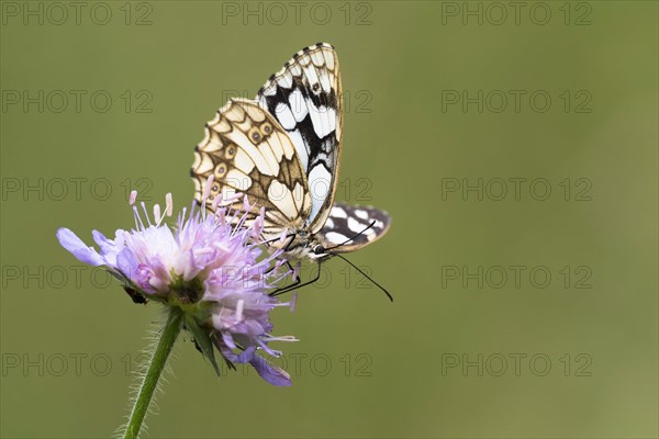 Marbled white (Melanargia galathea) on Field scabious (Knautia arvensis)