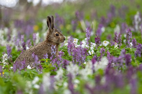 Young brown hare (Lepus europaeus) with hollow larkspur