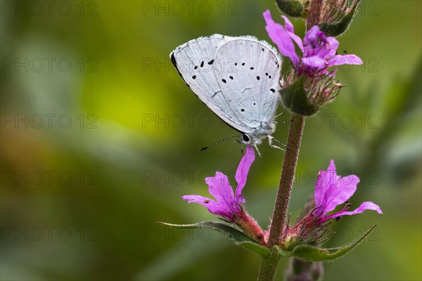 Holly Blue (Celastrina argiolus) on Purple loosestrife (Lythrum salicaria)