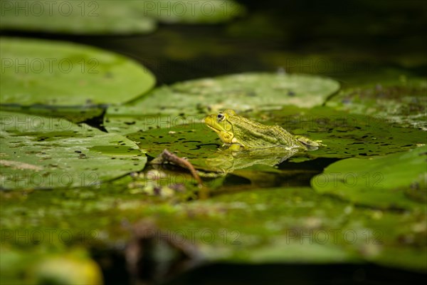 Pool frog (Pelophylax lessonae) Prignitz