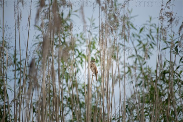 Reed warbler (Acrocephalus scirpaceus) Prignitz