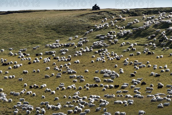 Domestic sheep (Ovis aries)