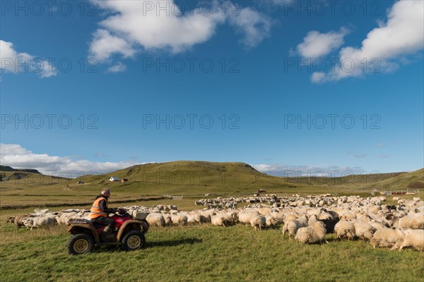 Domestic sheep (Ovis aries)