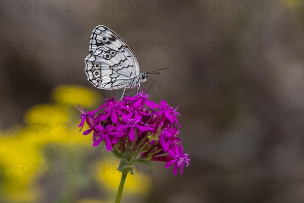 Marbled white (Melanargia galathea) sitting on flowering plant