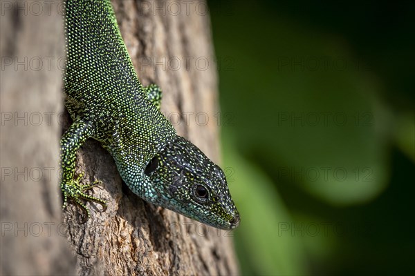 European green lizard (Lacerta viridis) on tree trunk