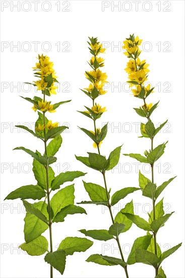 Yellow loosestrife (Lysimachia vulgaris) on white ground