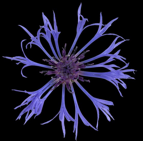 Mountain knapweed (Cyanus montanus)