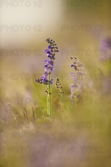 Meadow clary (Salvia pratensis) blooming in a meadow