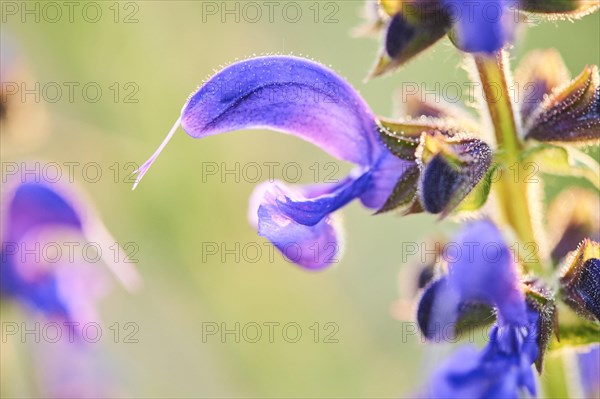 Meadow clary (Salvia pratensis) blooming in a meadow