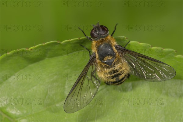 Hottentot fly (Villa hottentotta) sunning itself on a leaf