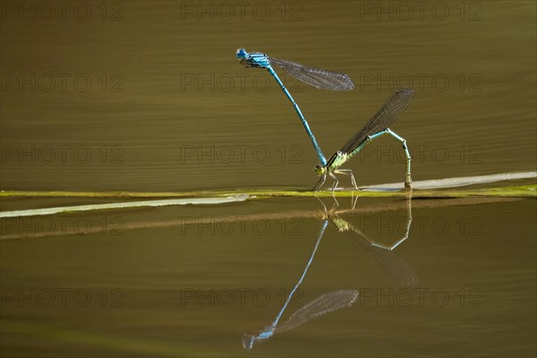 Azure damselflies (Coenagrion puella) laying eggs