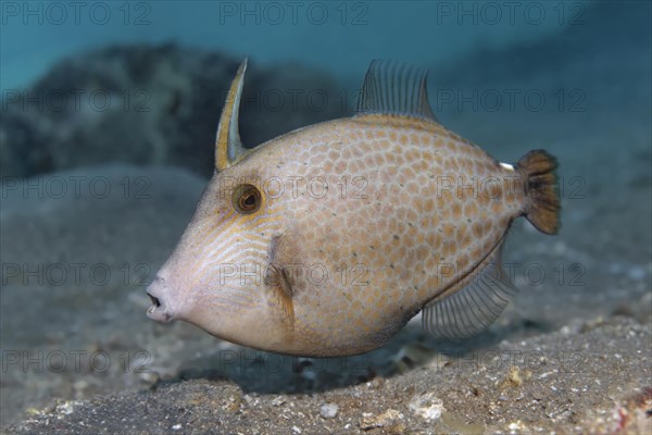 Cantherhines pardalis (Cantherines pardalis) swimming over sandy bottom