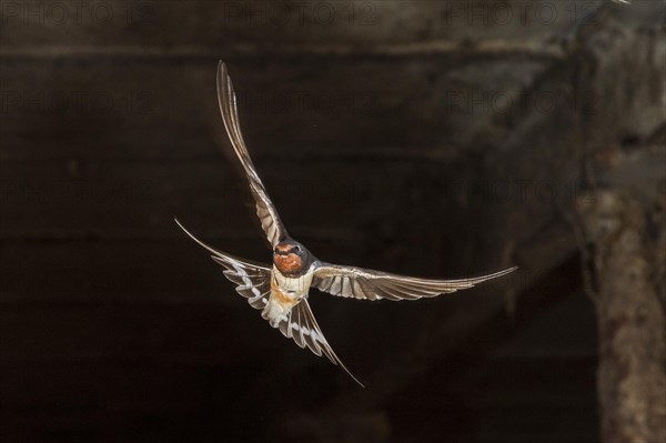 Barn swallow (Hirundo rustica)