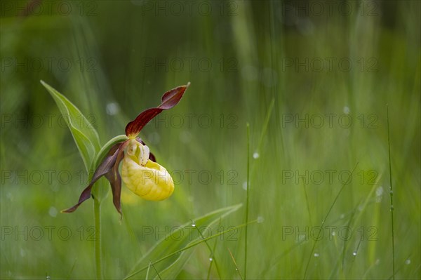 Yellow lady's slipper orchid (Cypripedium calceolus)