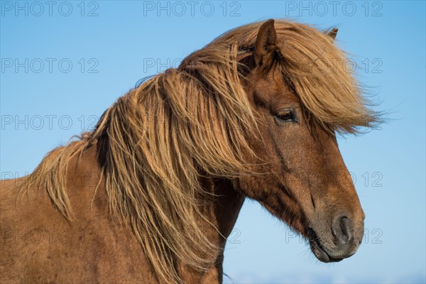 Icelandic horse (Equus islandicus)