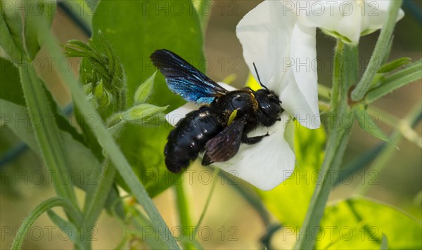 Violet carpenter bee (Xylocopa violacea)