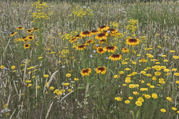 Flower meadow with black-eyed Susan (Rudbeckia hirta)