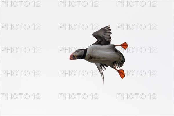 Puffin (Fratercula arctica) in flight