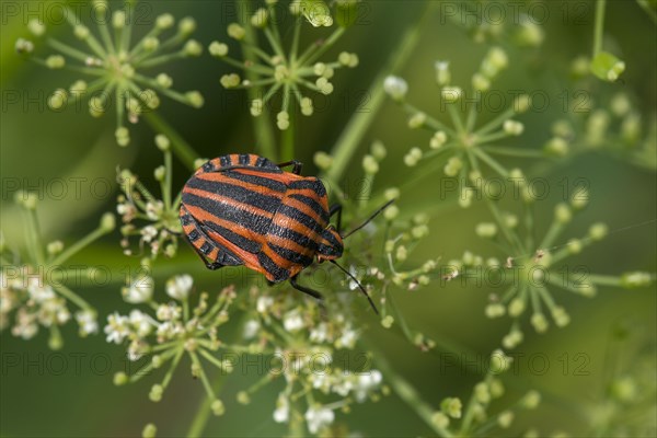 Italian striped-bug (Graphosoma italicum) on a goutweed flower Ground elder (Aegopodium podagraria)