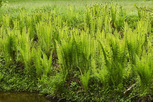 Male fern (Dryopteris filix-mas)