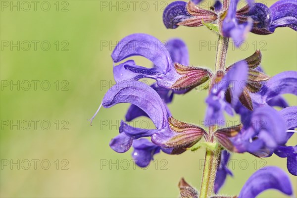 Meadow clary (Salvia pratensis) blooming in a meadow
