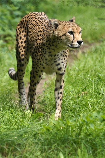 Sudan cheetah (Acinonyx jubatus soemmeringii)