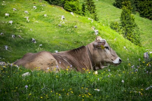 Tyrolean grey cattle on a pasture