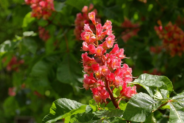 Red horse-chestnut (Aesculus carnea)