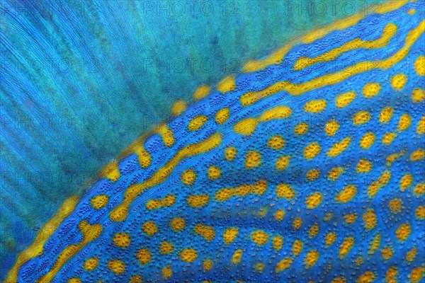Dorsal fin and scales of blue stripe triggerfish (Pseudobalistes fuscus)