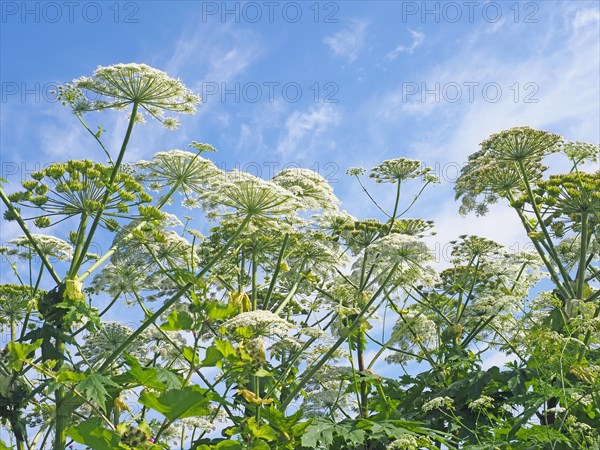 Giant hogweed (Heracleum mantegazzianum)