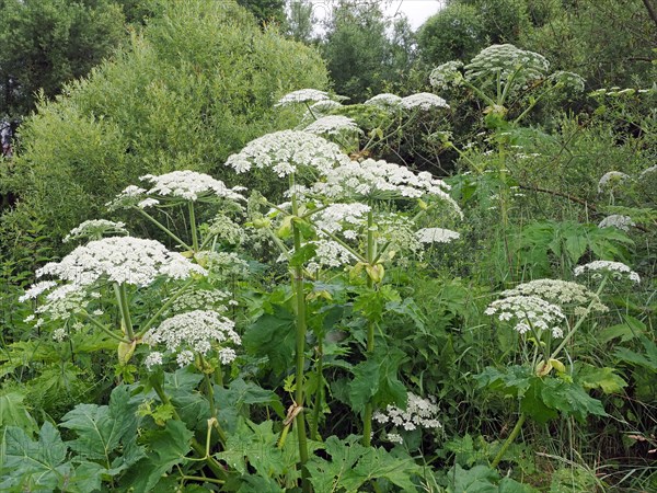 Giant hogweed (Heracleum mantegazzianum)