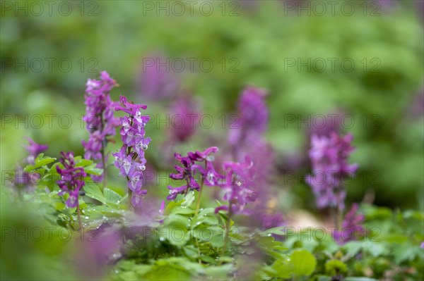 Hollow larkspur (Corydalis cava)