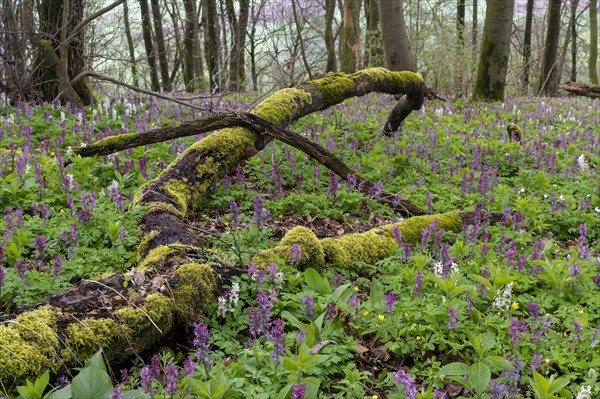 Hollow larkspur (Corydalis cava)