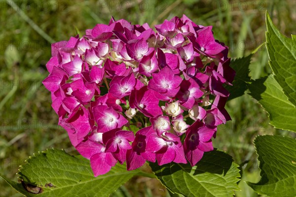 Hortensia (Hydrangea)