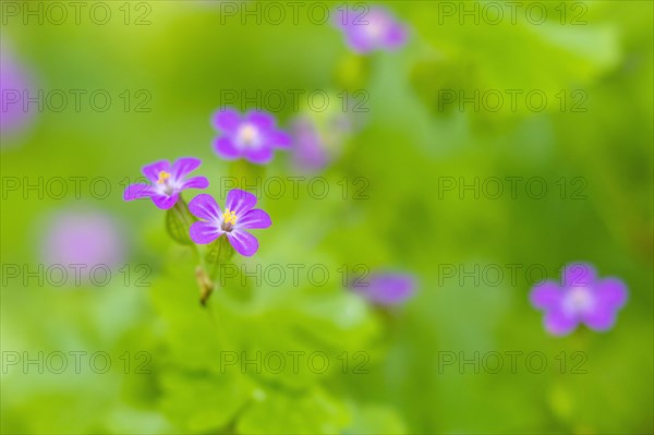 Flower of the Stork's Bill