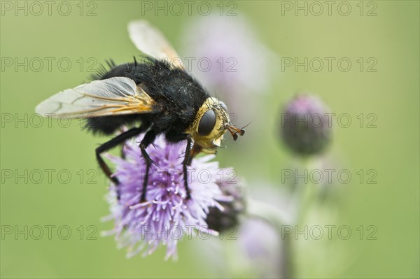 Giant tachinid fly (Tachina grossa)