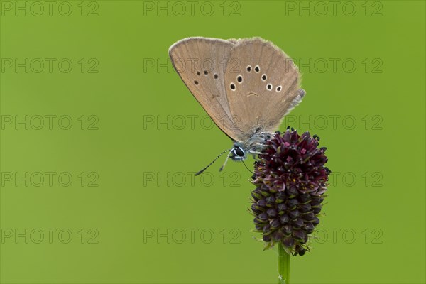 Dusky large blue (Glaucopsyche nausithous) on great meadow-blue (Sanguisorba officinalis)