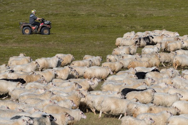 Domestic sheep (Ovis aries)