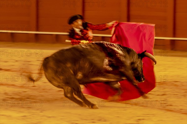 Matador with muleta with running bull