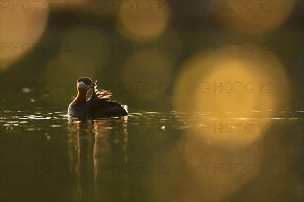 Red-necked grebe (Podiceps grisegena)